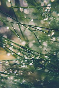 Preview wallpaper grass, drops, water, dew, moisture, macro, blur, green