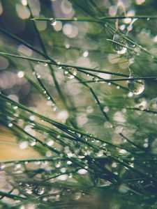 Preview wallpaper grass, drops, water, dew, moisture, macro, blur, green