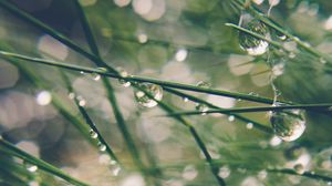 Preview wallpaper grass, drops, water, dew, moisture, macro, blur, green