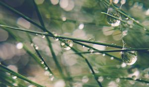 Preview wallpaper grass, drops, water, dew, moisture, macro, blur, green