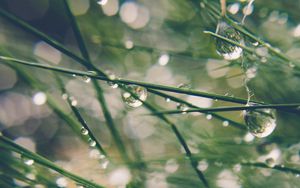 Preview wallpaper grass, drops, water, dew, moisture, macro, blur, green