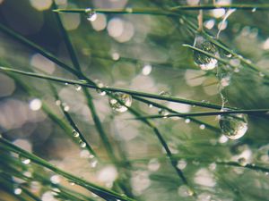 Preview wallpaper grass, drops, water, dew, moisture, macro, blur, green