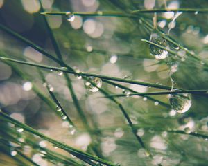 Preview wallpaper grass, drops, water, dew, moisture, macro, blur, green