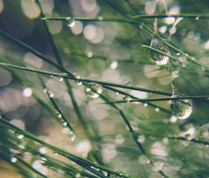 Preview wallpaper grass, drops, water, dew, moisture, macro, blur, green