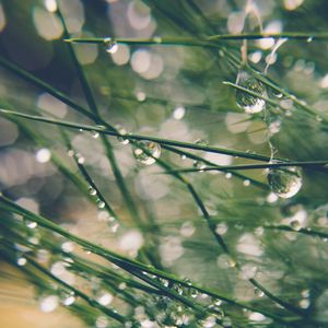 Preview wallpaper grass, drops, water, dew, moisture, macro, blur, green