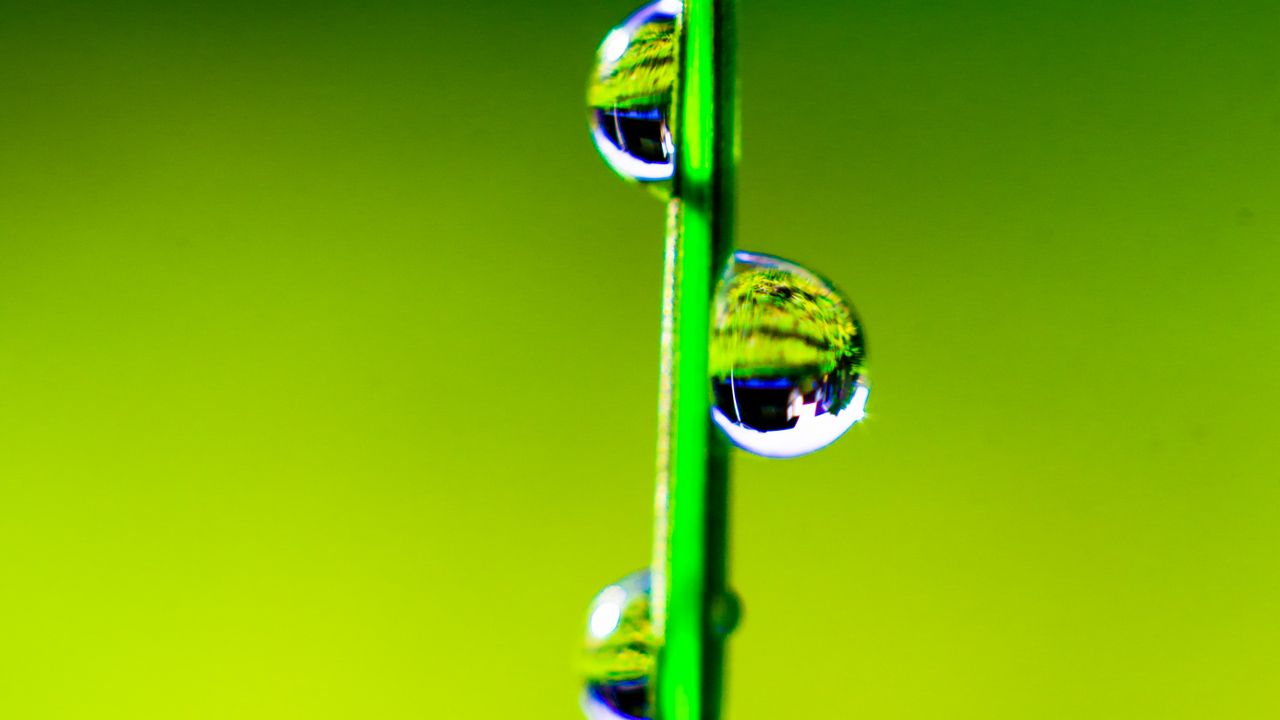 Wallpaper grass, drops, water, macro