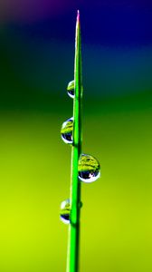 Preview wallpaper grass, drops, water, macro