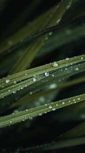 Preview wallpaper grass, drops, water, macro, green