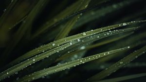 Preview wallpaper grass, drops, water, macro, green