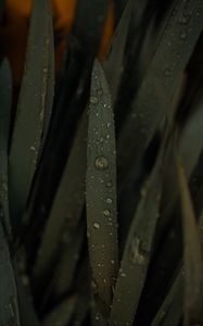 Preview wallpaper grass, drops, water, macro, wet, green