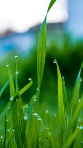 Preview wallpaper grass, drops, water, rain, macro