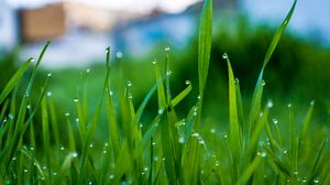Preview wallpaper grass, drops, water, rain, macro