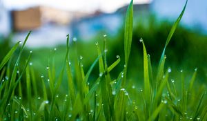 Preview wallpaper grass, drops, water, rain, macro