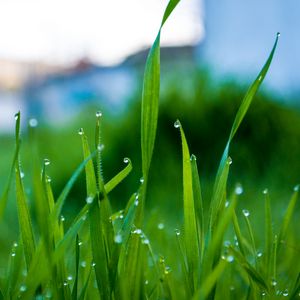 Preview wallpaper grass, drops, water, rain, macro