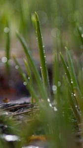 Preview wallpaper grass, drops, water, rain, macro, green