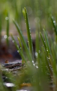 Preview wallpaper grass, drops, water, rain, macro, green