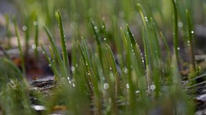 Preview wallpaper grass, drops, water, rain, macro, green