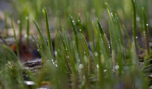 Preview wallpaper grass, drops, water, rain, macro, green