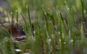 Preview wallpaper grass, drops, water, rain, macro, green