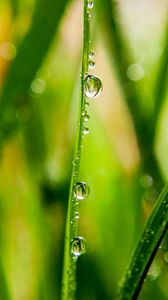 Preview wallpaper grass, drops, water, dew, macro