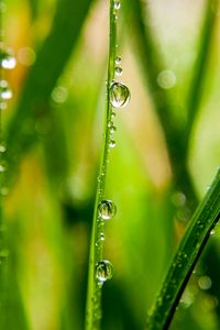 Preview wallpaper grass, drops, water, dew, macro