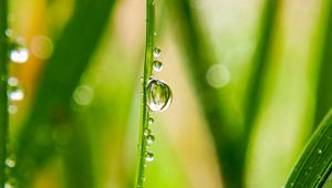 Preview wallpaper grass, drops, water, dew, macro