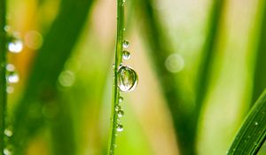 Preview wallpaper grass, drops, water, dew, macro