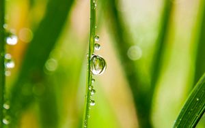 Preview wallpaper grass, drops, water, dew, macro