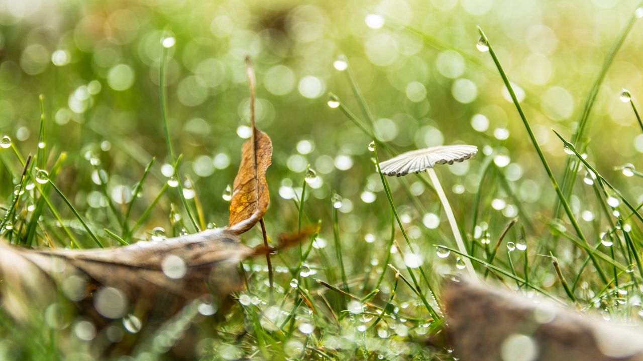 Wallpaper grass, drops, water, rain, bokeh, macro
