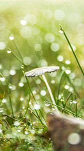 Preview wallpaper grass, drops, water, rain, bokeh, macro