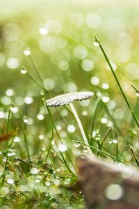 Preview wallpaper grass, drops, water, rain, bokeh, macro