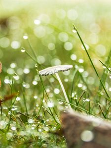 Preview wallpaper grass, drops, water, rain, bokeh, macro