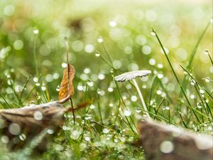 Preview wallpaper grass, drops, water, rain, bokeh, macro