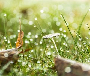 Preview wallpaper grass, drops, water, rain, bokeh, macro