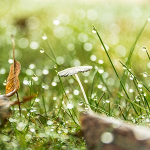 Preview wallpaper grass, drops, water, rain, bokeh, macro