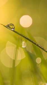 Preview wallpaper grass, drops, water, blur, bokeh, macro