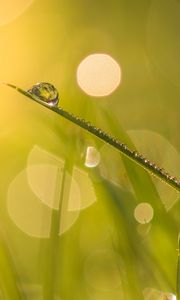 Preview wallpaper grass, drops, water, blur, bokeh, macro