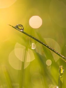 Preview wallpaper grass, drops, water, blur, bokeh, macro