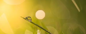 Preview wallpaper grass, drops, water, blur, bokeh, macro