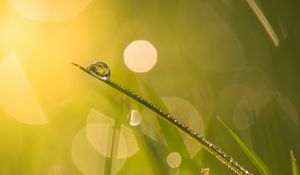 Preview wallpaper grass, drops, water, blur, bokeh, macro