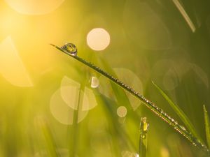 Preview wallpaper grass, drops, water, blur, bokeh, macro