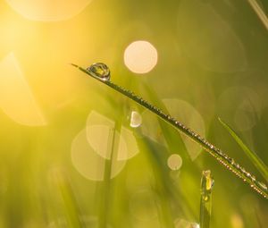 Preview wallpaper grass, drops, water, blur, bokeh, macro