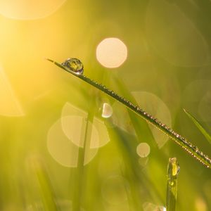 Preview wallpaper grass, drops, water, blur, bokeh, macro