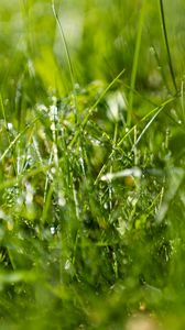 Preview wallpaper grass, drops, water, macro, blur