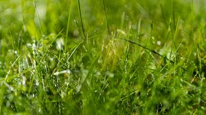 Preview wallpaper grass, drops, water, macro, blur