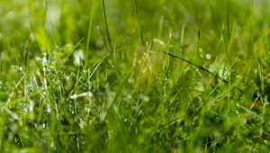 Preview wallpaper grass, drops, water, macro, blur