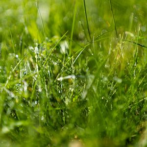 Preview wallpaper grass, drops, water, macro, blur