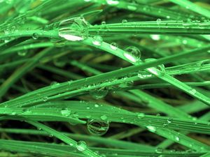 Preview wallpaper grass, drops, water, mildew, plant