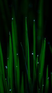 Preview wallpaper grass, drops, wet, plant