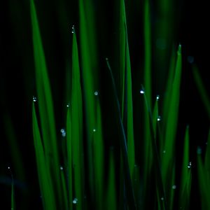 Preview wallpaper grass, drops, wet, plant